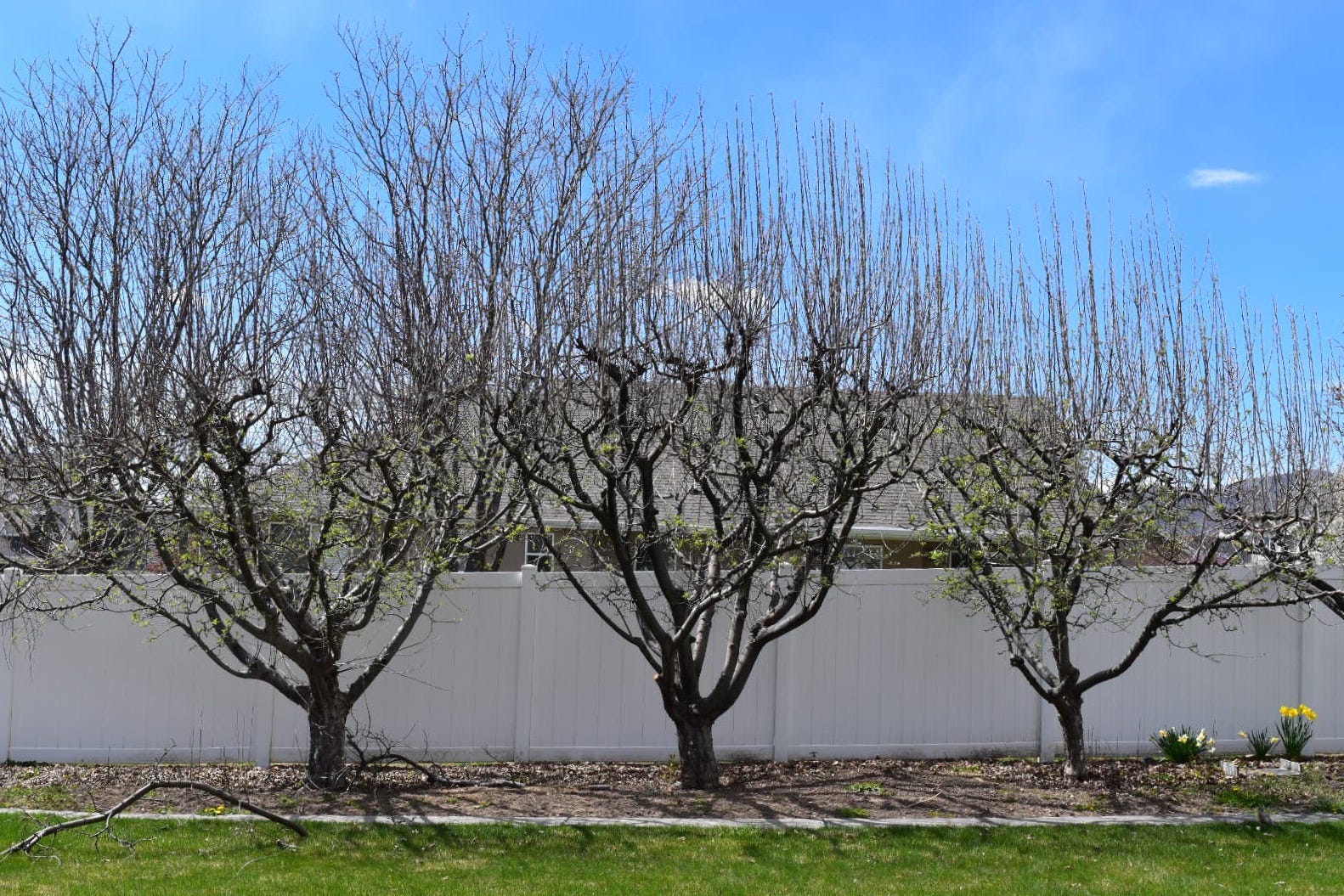 A Guide to Pruning Fruit Trees - Concepts App - Medium