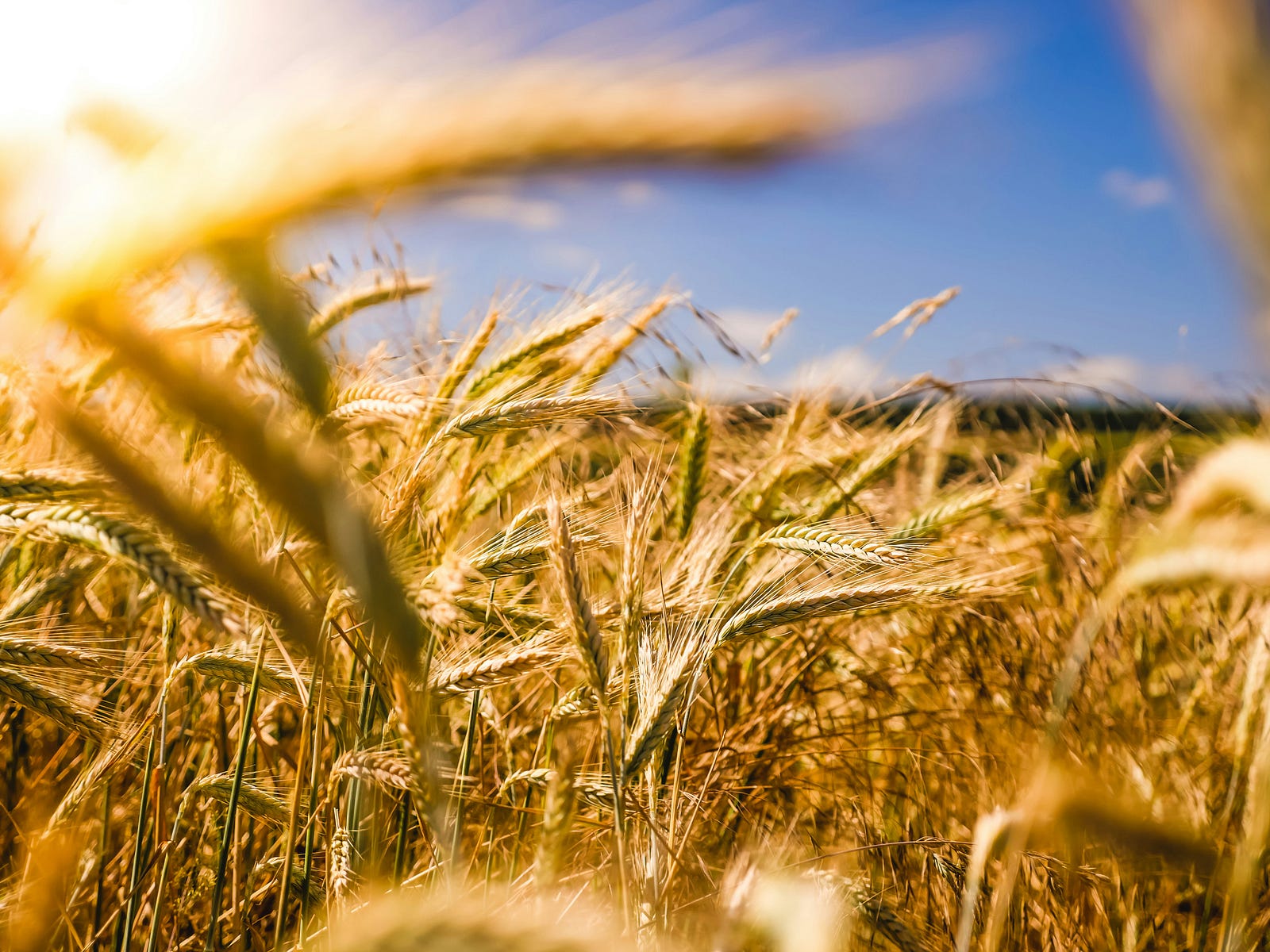 Wheat grows in a field.