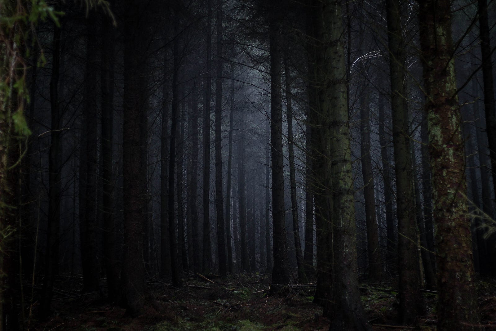 The Dark Forest Theory of the Internet