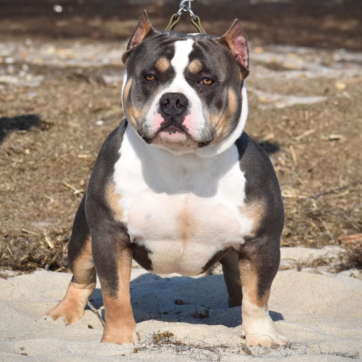 Everything You Need to Know About American Bully Stud Service, Methods