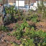 uc gill tract farm berkeley transition