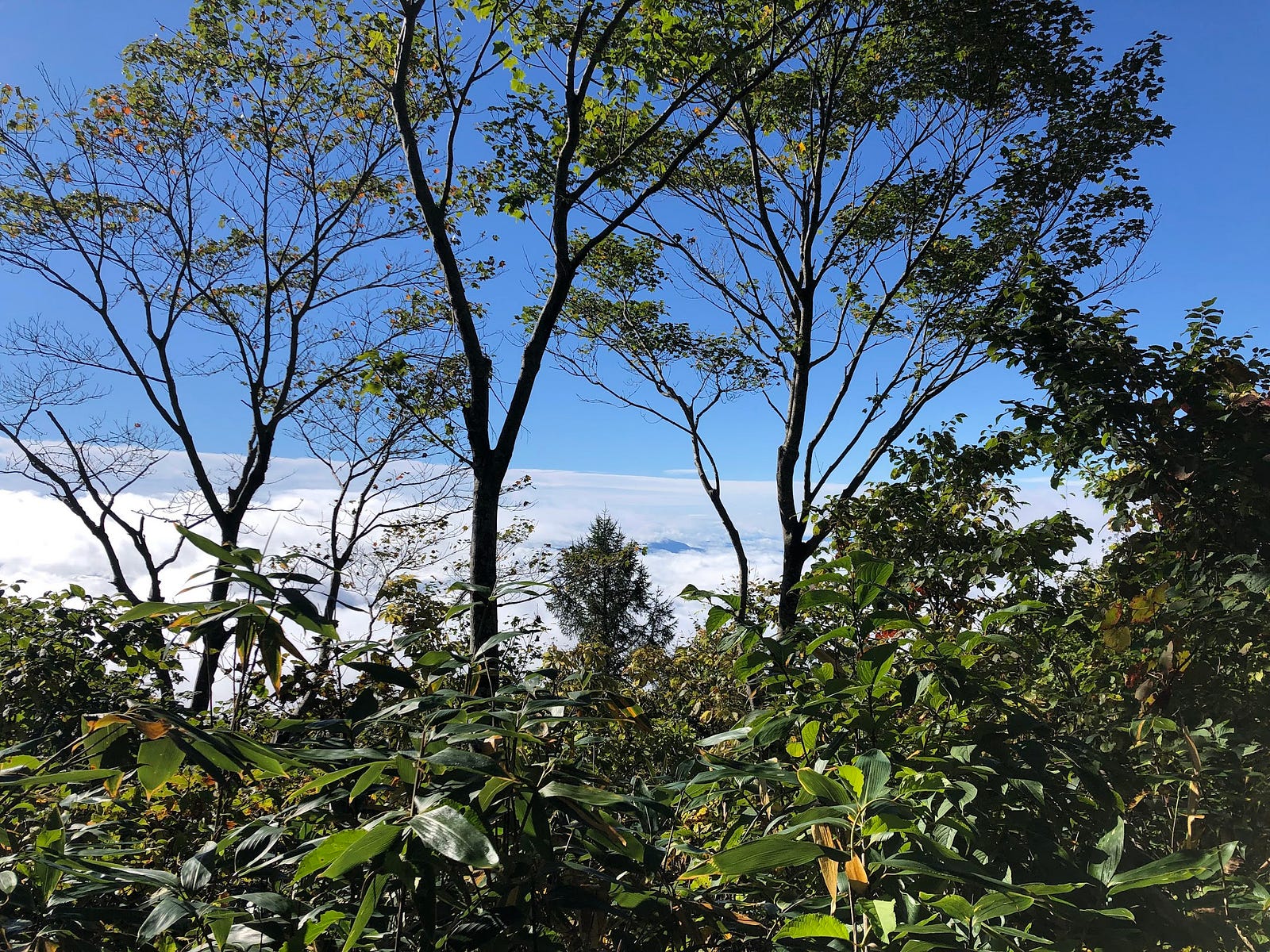 Mountains visible amongst the sea of clouds seen through the bush from Murayama Ha-yama