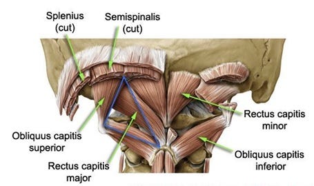 Is This Small Neck Muscle Driving You Mad? – Dr. Jonathan Chung – Medium