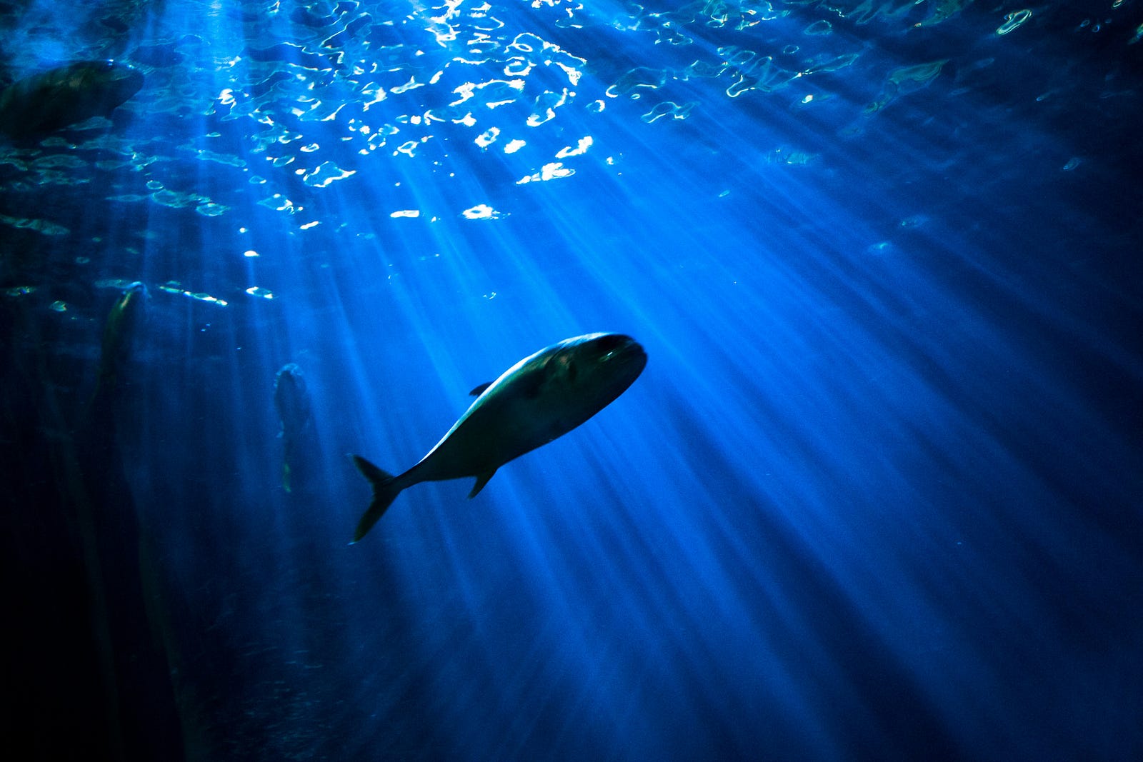 A medium-sized fish swims in the ocean.