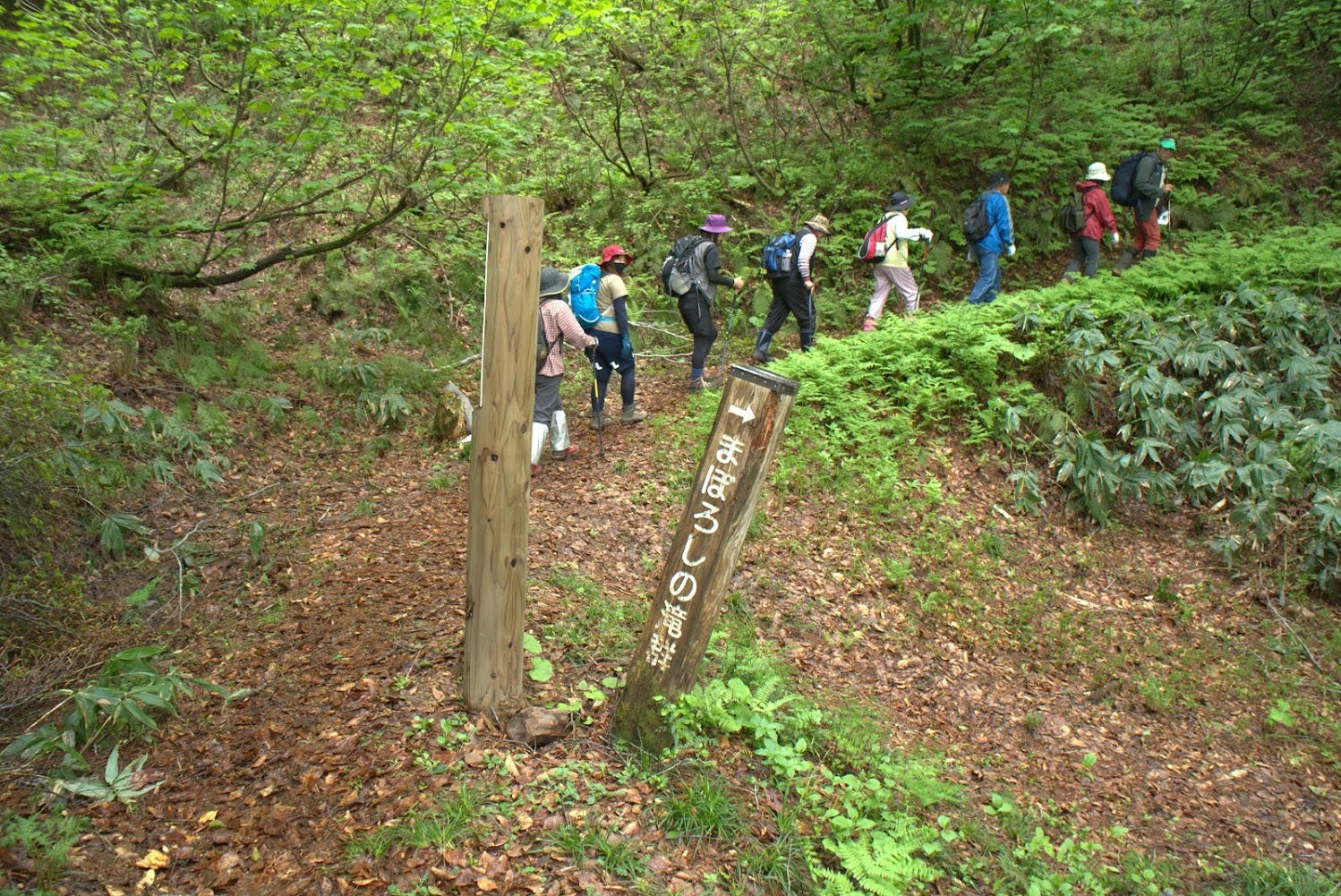 Hikers going up the trail of fallen leaves on Yozo-san surrounded by the bright green leaves of summer