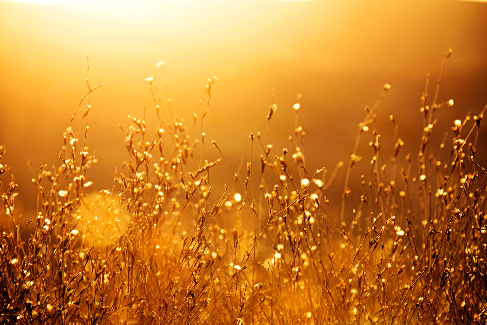 A field of goldenrods is seen in close up, with the image amber because of the bright sun. Hot flashes, or vasomotor symptoms, affect approximately 75 percent of menopausal and perimenopausal American women. The symptoms can very negatively affect the quality of life and productivity.