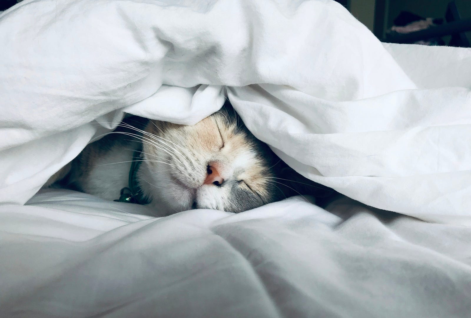 A cat sleeps under a comforter. Sleep is important for cognition.