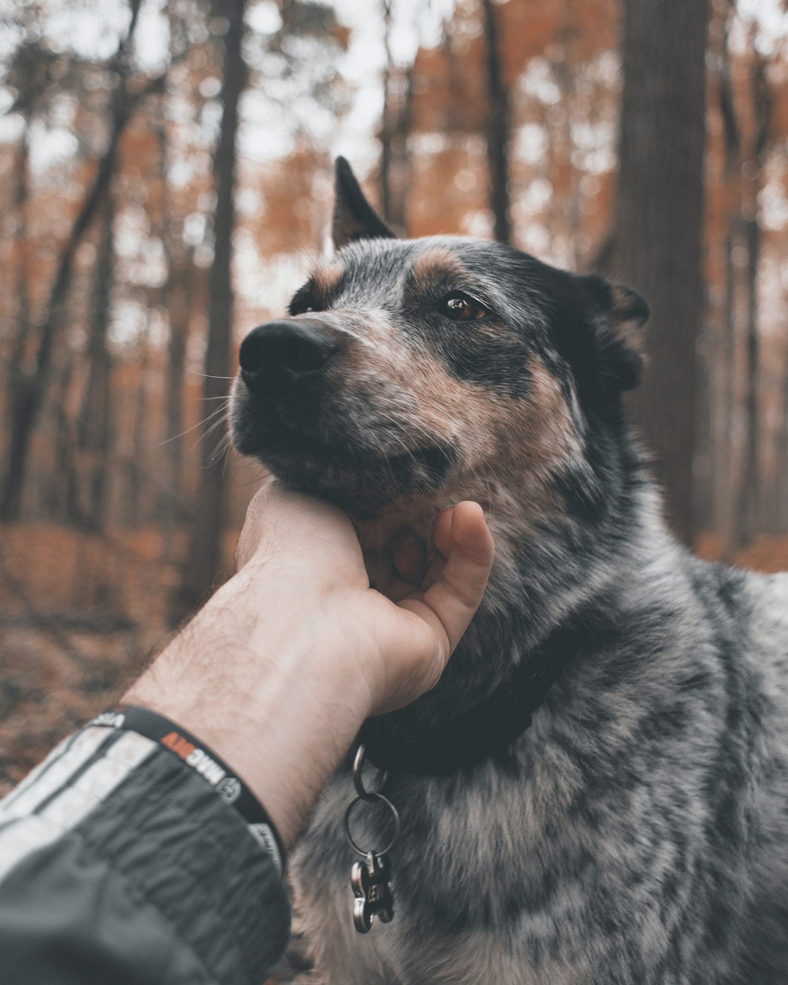 A hand reahes up to pet a balck and brown dog’s muzzle. College students reported less stress and reduced feelings of homesickness after brief interactions with dogs, and that effect was much bigger in those who got to pet the animals.