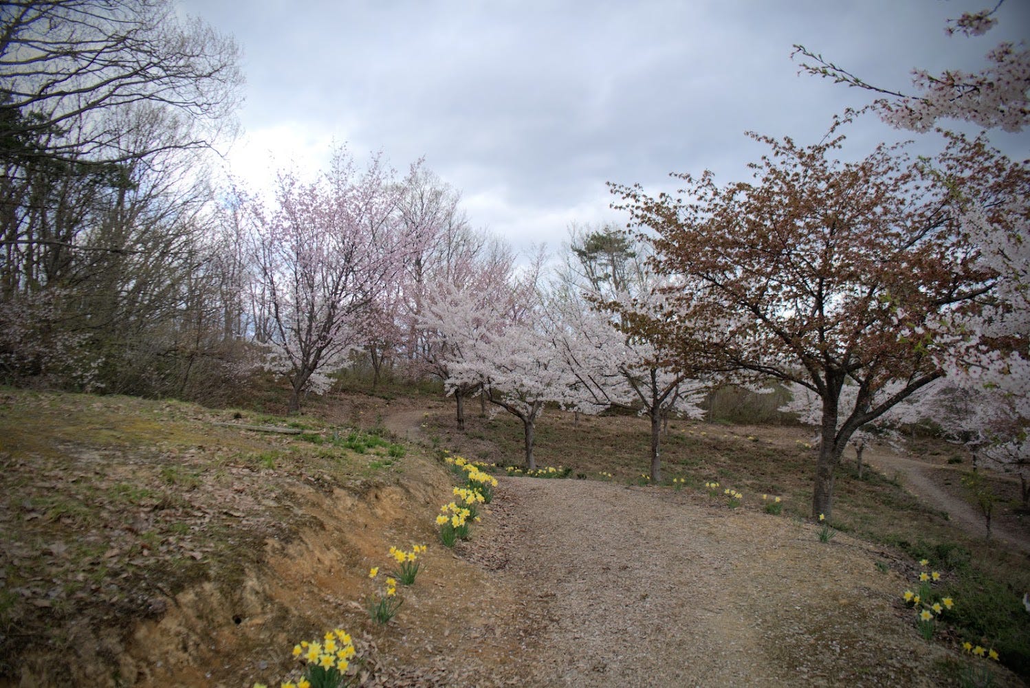 A path lined with daffodils waves through the Sakura of Mt. Kitayama