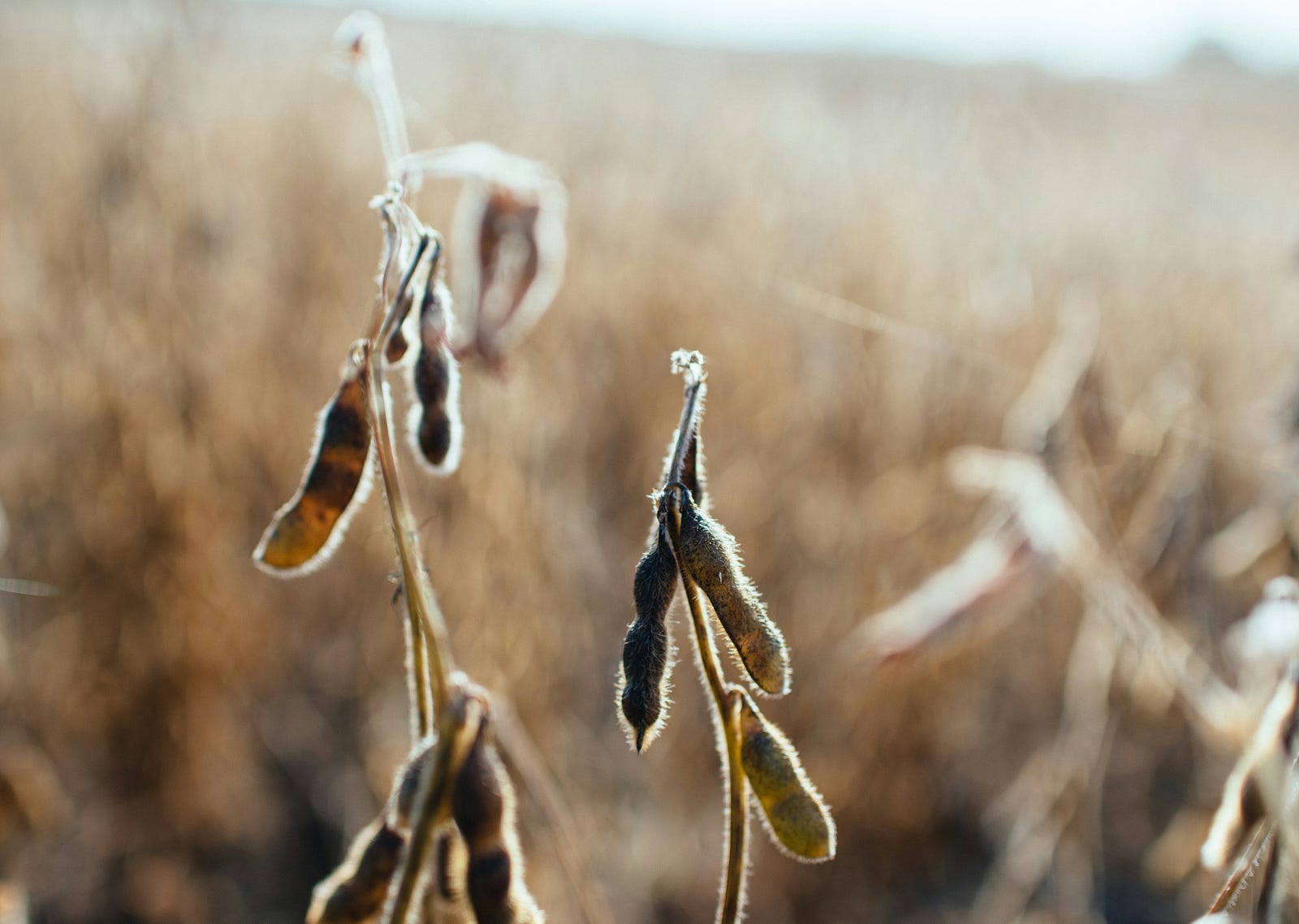 A close-up of wheat growing in a sunlit field.