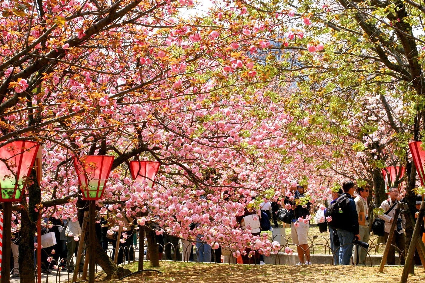 3 Best Cherry Blossom Viewing Spots in Osaka Japan Travel Guide JW