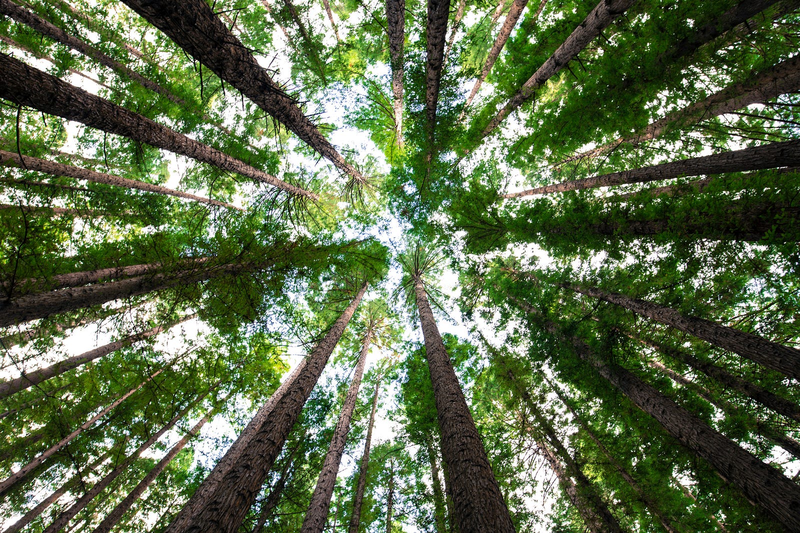 Forest trees, see from below. Trees have a fractal pattern that can reduce our street hormone, cortisol.