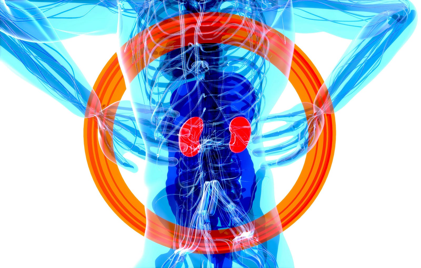 An illustration of a translucent human with two red kidneys. Veozah potential side effects include kidney or liver damage.