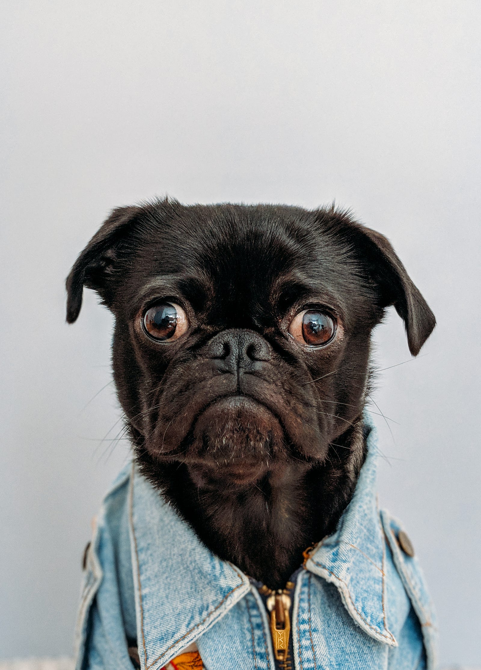 A dog (brown-colored pug) stares forward, eyes bulging. The dogs ears lean down. She wears a denim shirt. Light gray background.