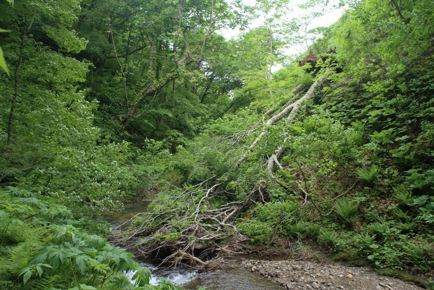A giant beech tree that fell into the river near the phantom falls of Yozo-san