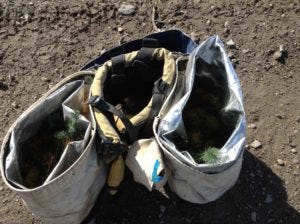 tree planting