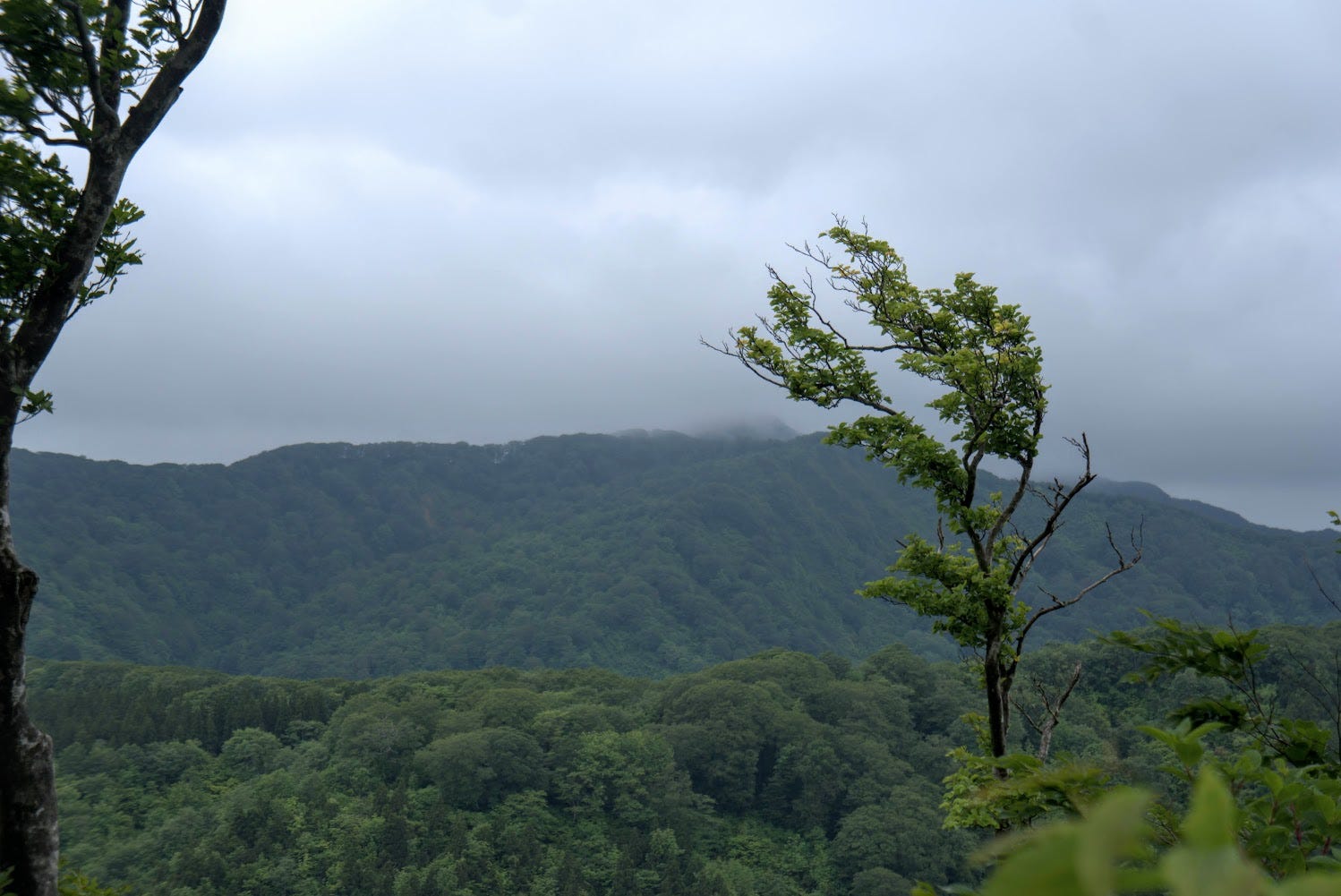 A tree blows in the wind with a cloudy mountain in the background