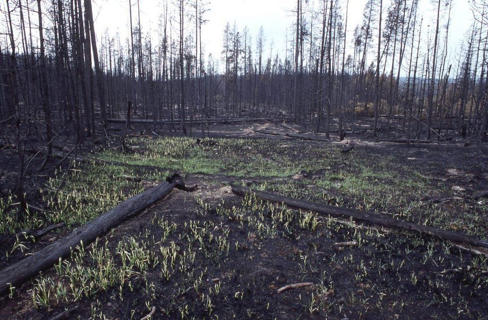 NASA Images Show A Record Recovery From History’s Worst National Park ...