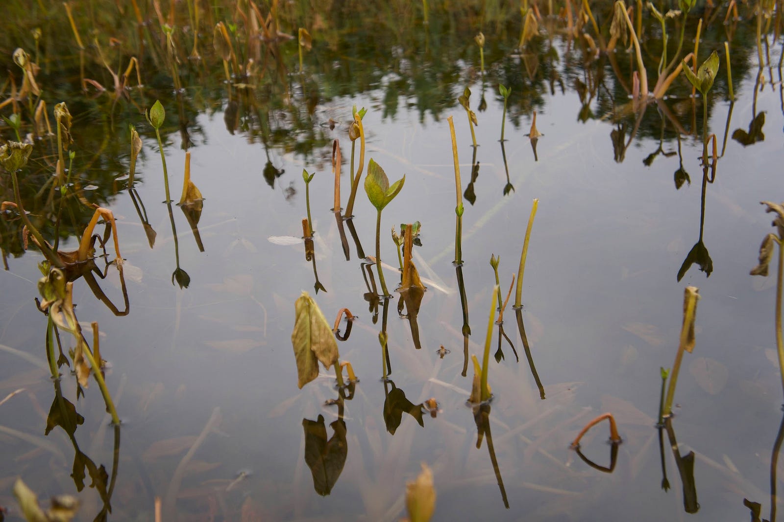 Plants stick out of the water in one of the numerous ponds near Hakuban Jinja (shrine) on Murayama Ha-yama