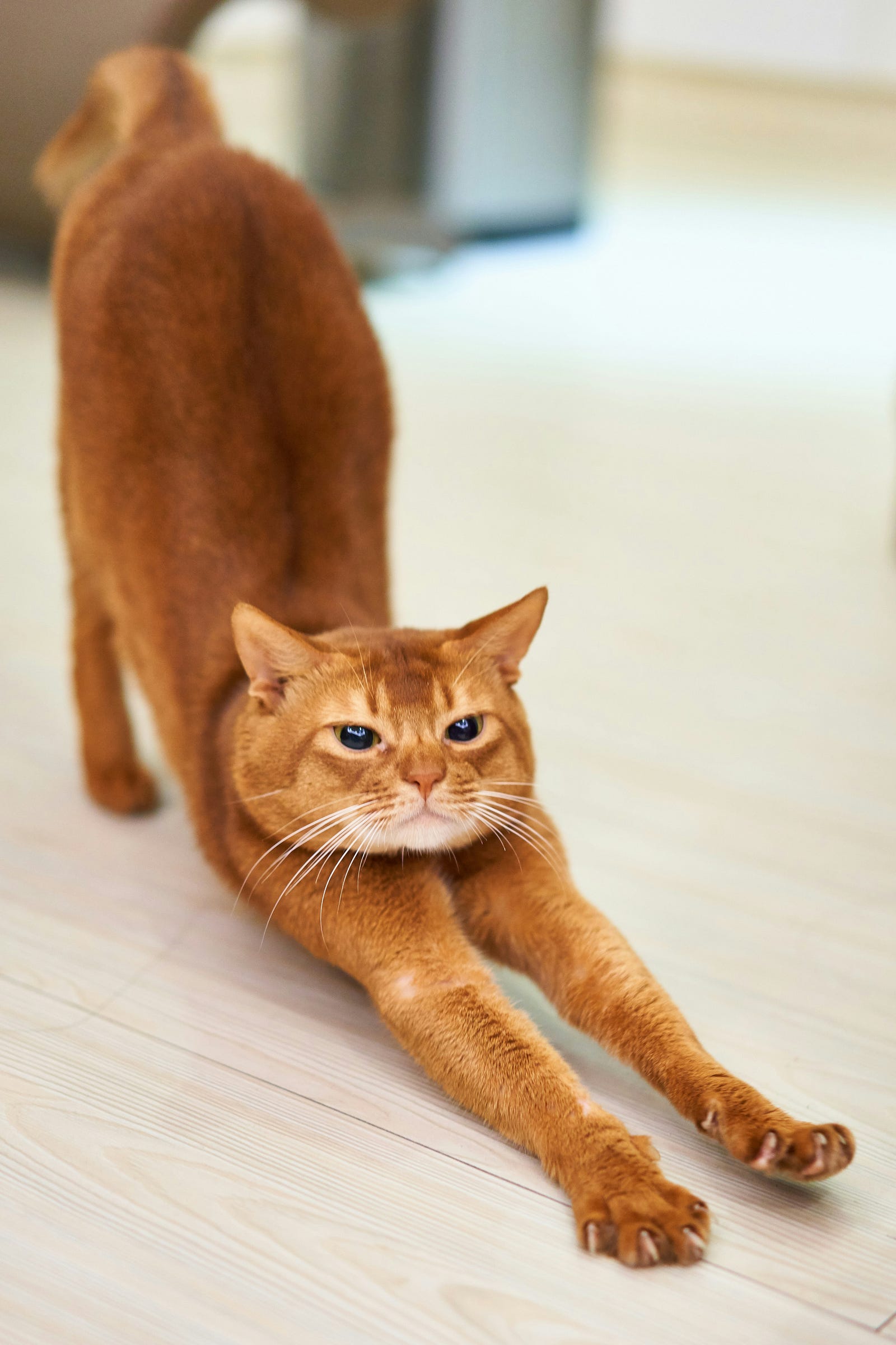 An orange cat arches its back as it stretches.