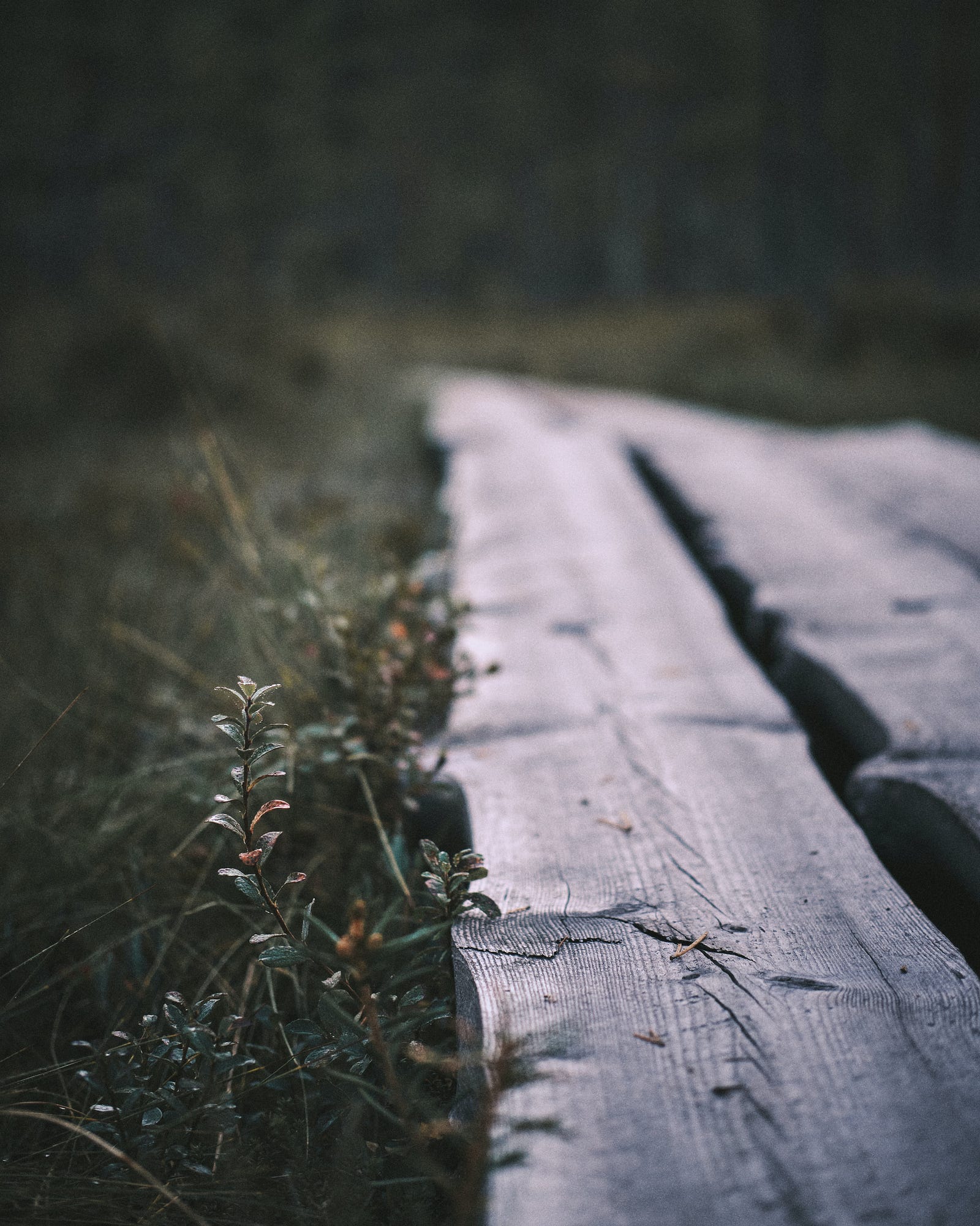 A cut piece of wood lies on grass. Reflecting on these Finnish lifestyle secrets, continuing my well-rounded and sustainable approach to health may be my best path to a longer, healthier life.