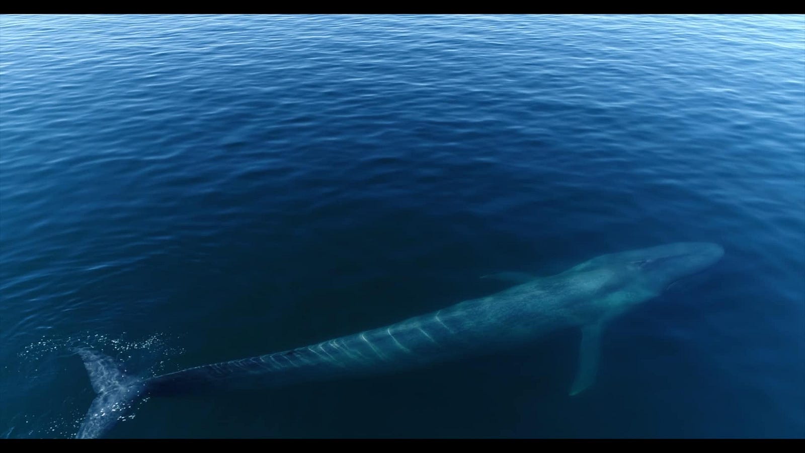 Rare Images Of Blue Whale Feeding Behavior – Loreto – Medium