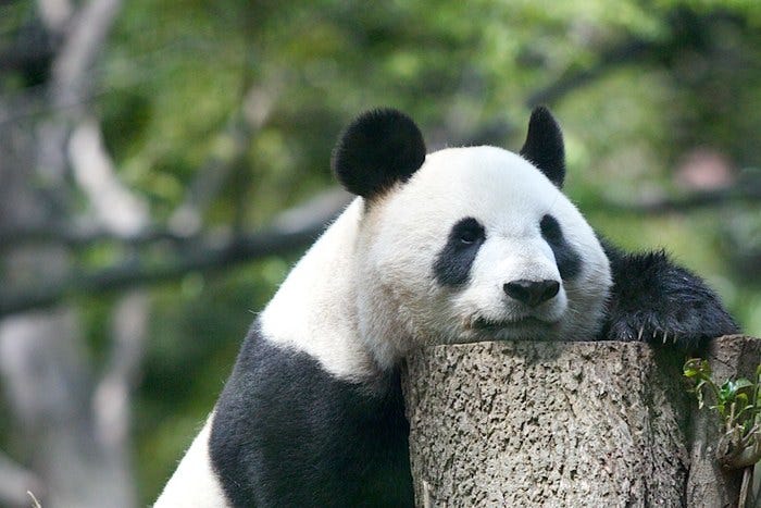 Ueno Zoo: Oldest Zoo in Japan – Japan Travel Guide -JW Web Magazine