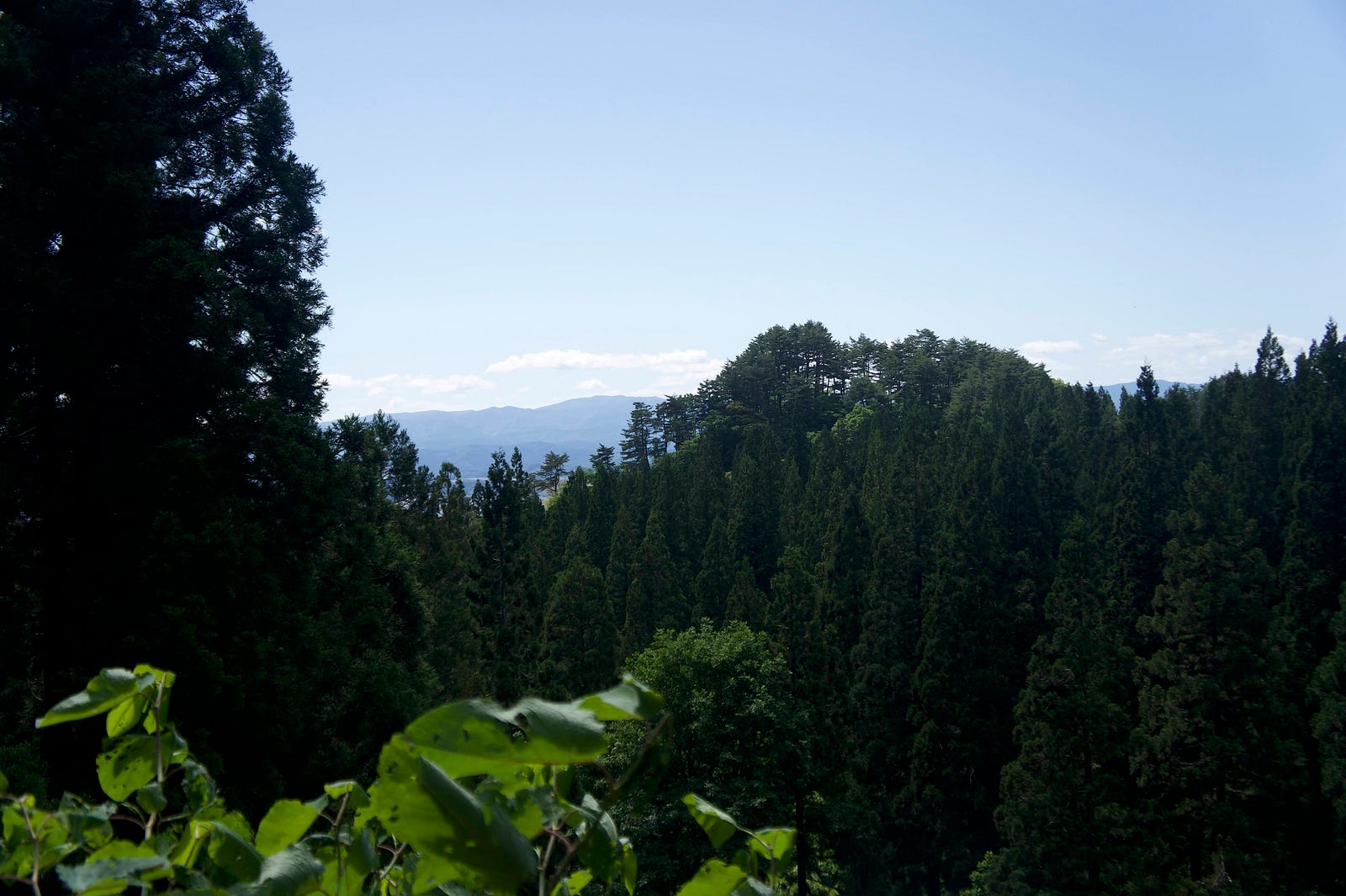 A pine forest with distant mountain under a blue sky.