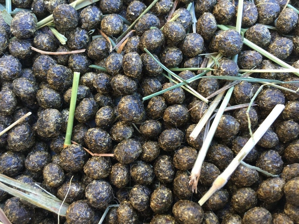 What Can Deer Poop Look Like