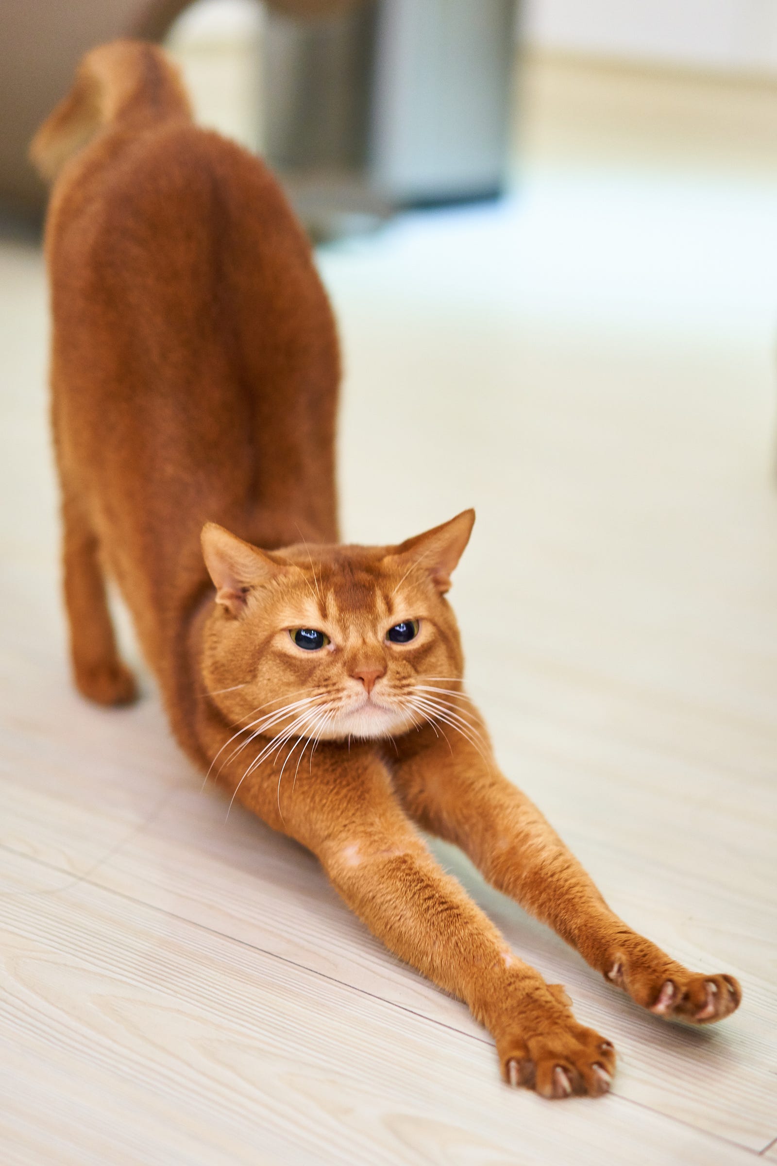 An orange cat, butt high in the air and head and front legs low, stretches. Static stretches before exercise can be detrimental to performance, while dynamic stretching may have value.