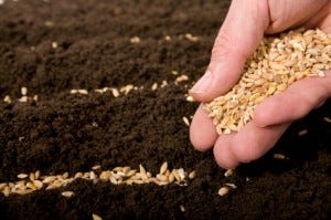 seed