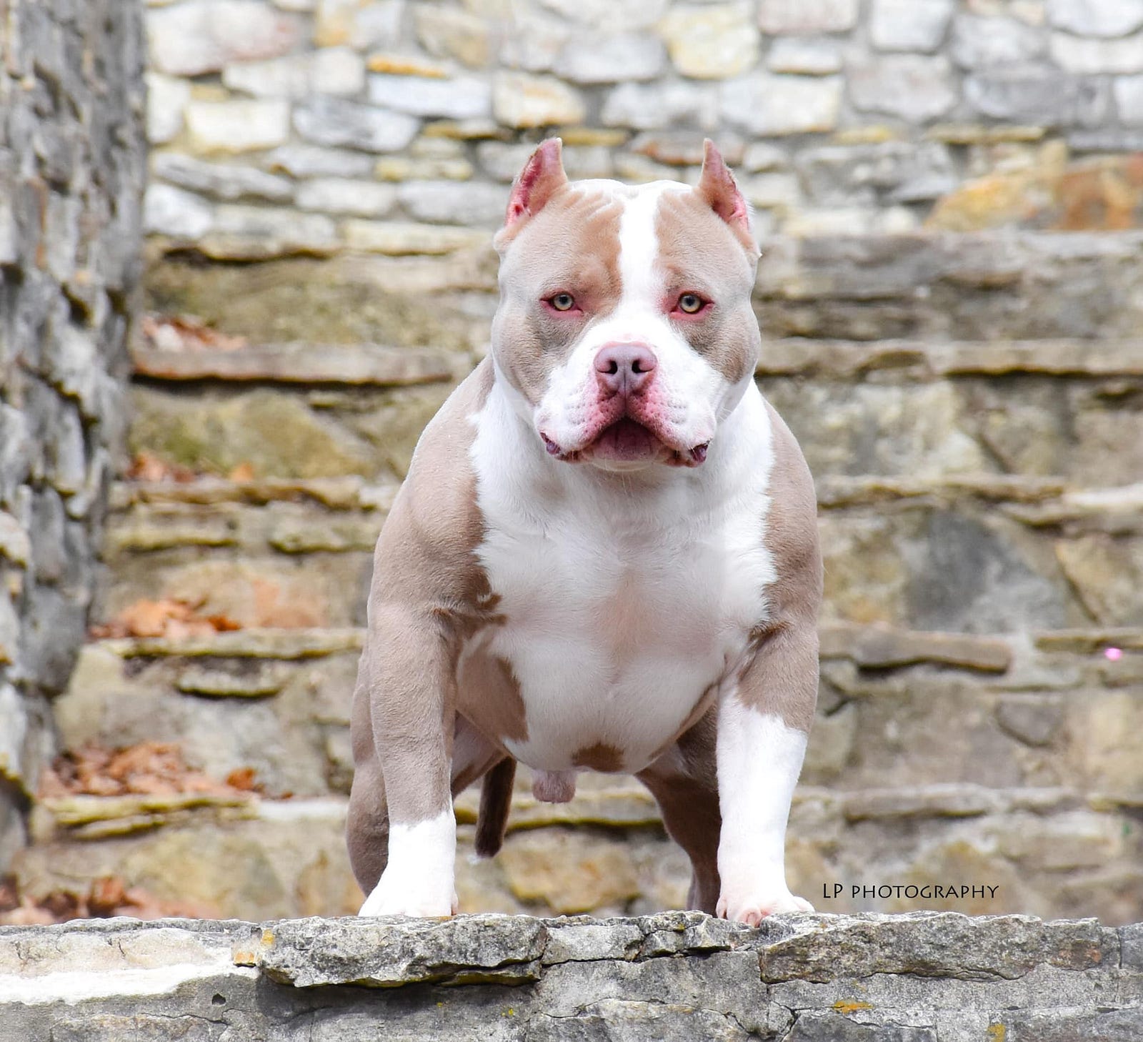 Cesar our lilac tri pocket bully stud ready to work and proven  🌈💯👌🔥🇬🇧🐶
