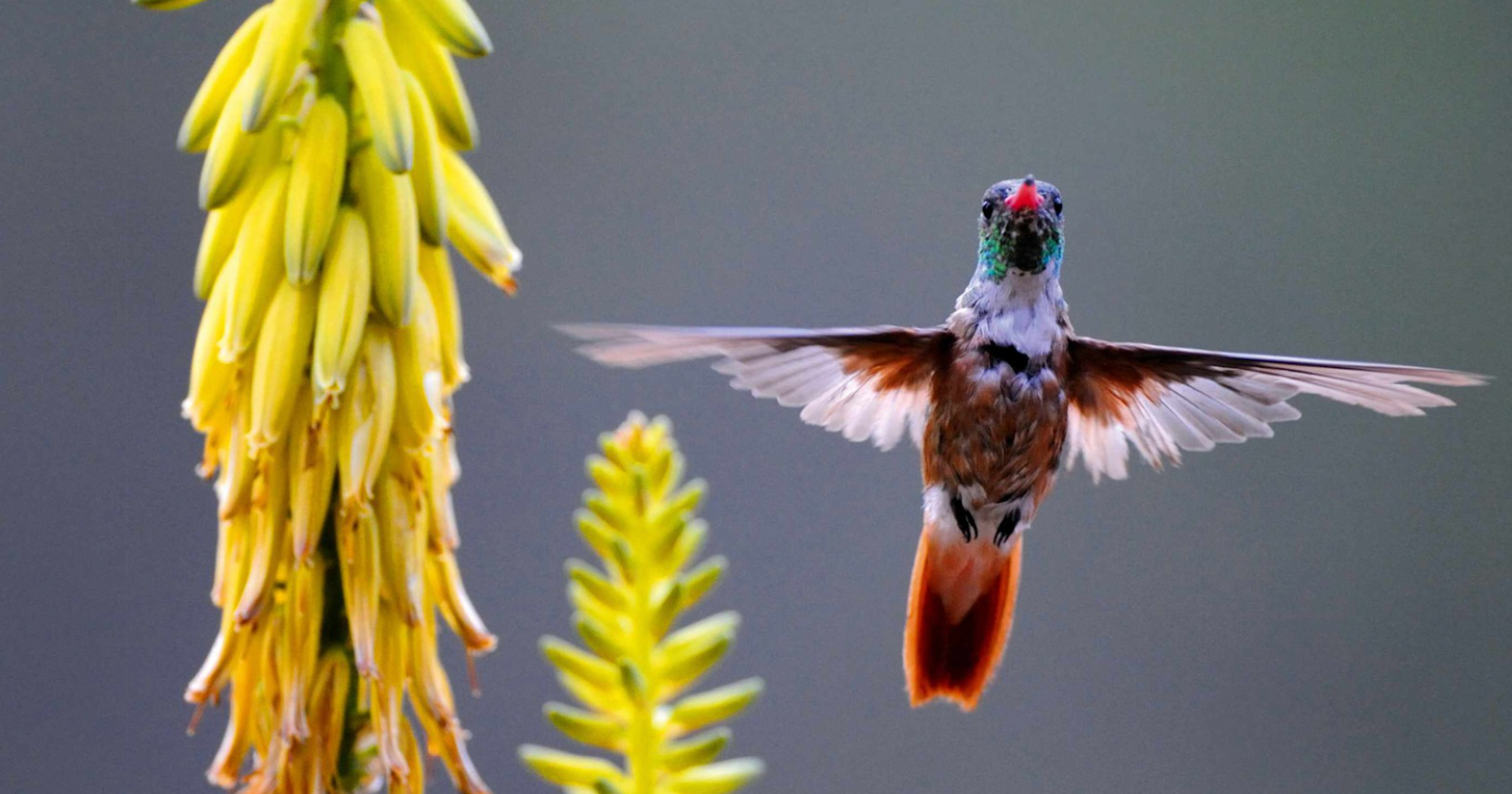 Image of a hummingbird taken from BBC Wildlife Magazine, the September 2021 issue.