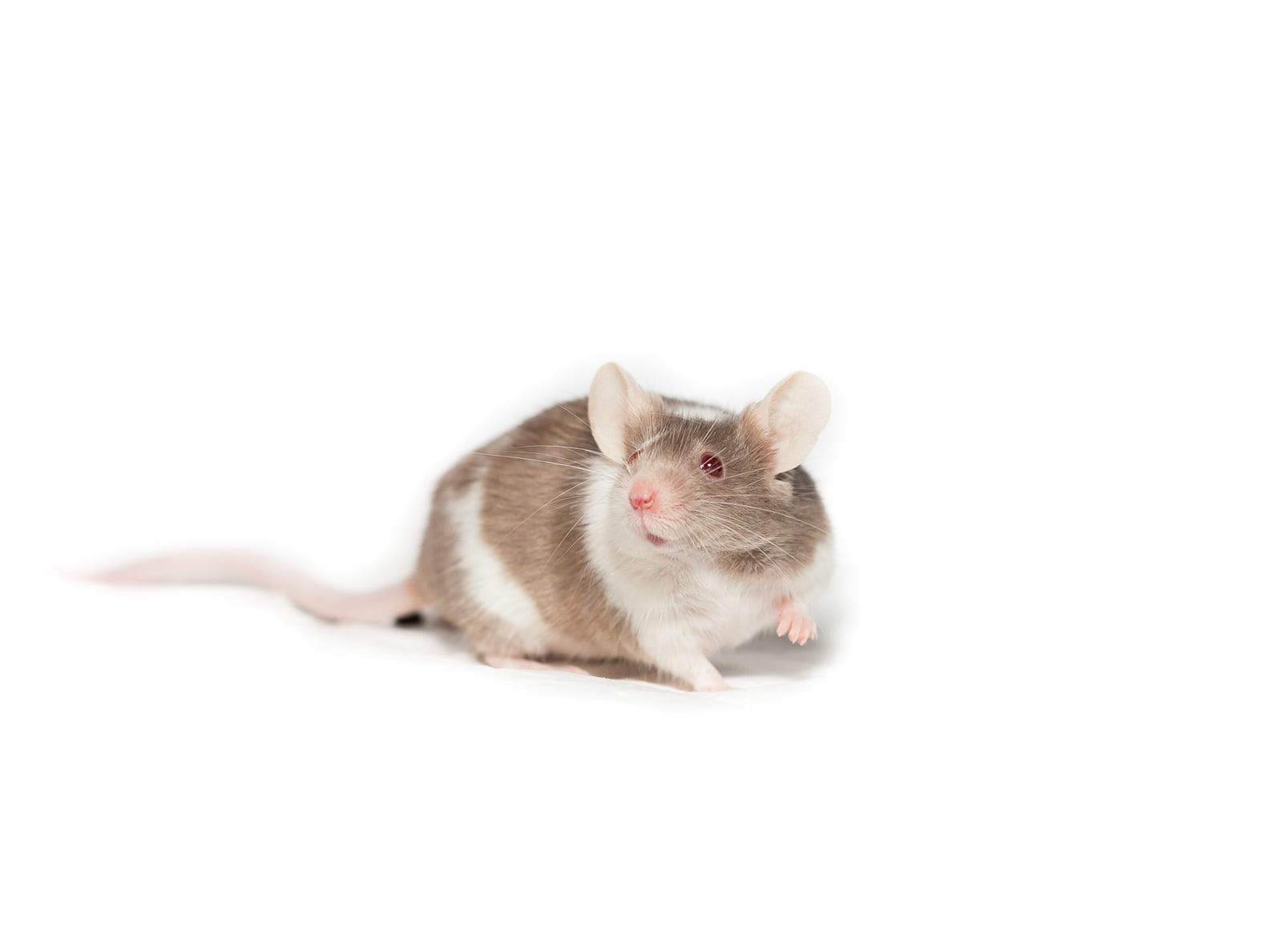 A brown and white mouse loos at us. Exercise improves muscle fibers through epigenetic processes.