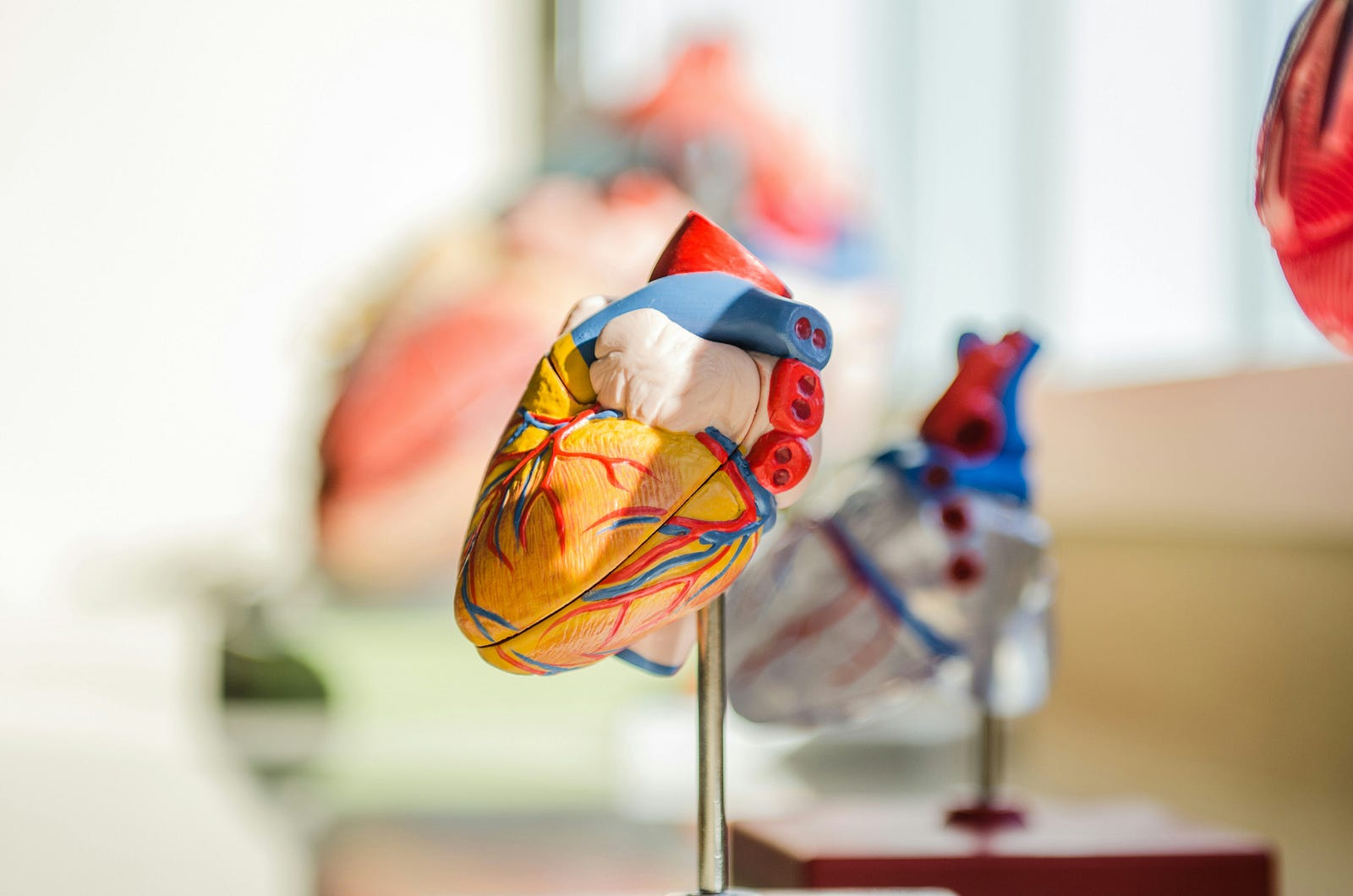 An anatomic model of a heart.