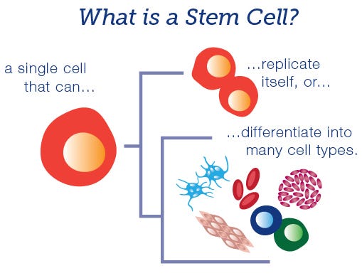 Are Stem Cells Really Useful Babycell Medium