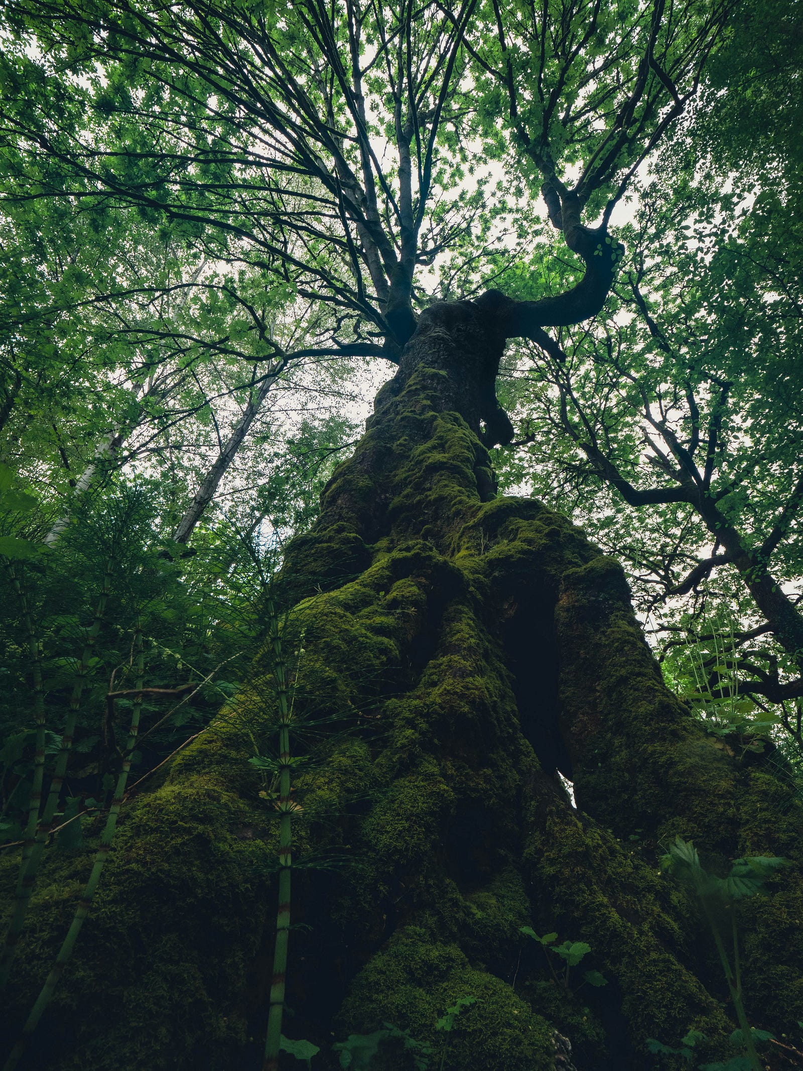 A tree in a rainforest. Spend 20 to 30 minutes immersed in nature to enjoy a nice drop in your street hormone levels. Humans spend 93 percent of their time indoors!