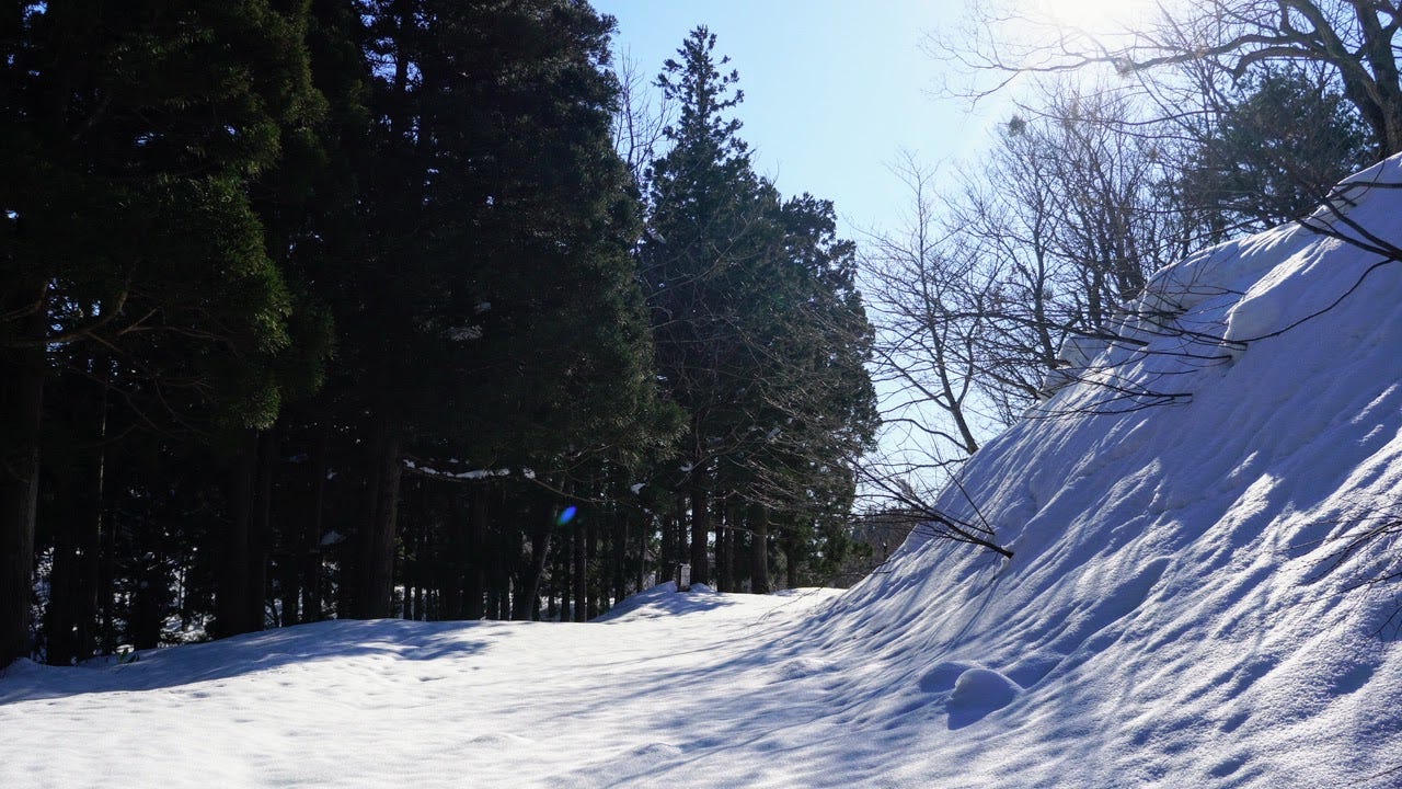 The snowy path of Mt. Yonetaihei, cedar forest on the left, snowy bank on the right