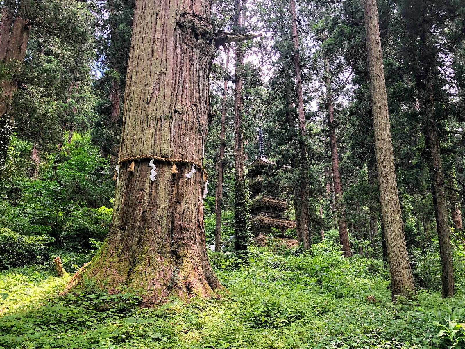 Haguro-san’s grandfather cedar with ceremonial straw rope and white tassles in the foreground. Then, the National Treasure Five Story Pagoda blends into the forest in the background.