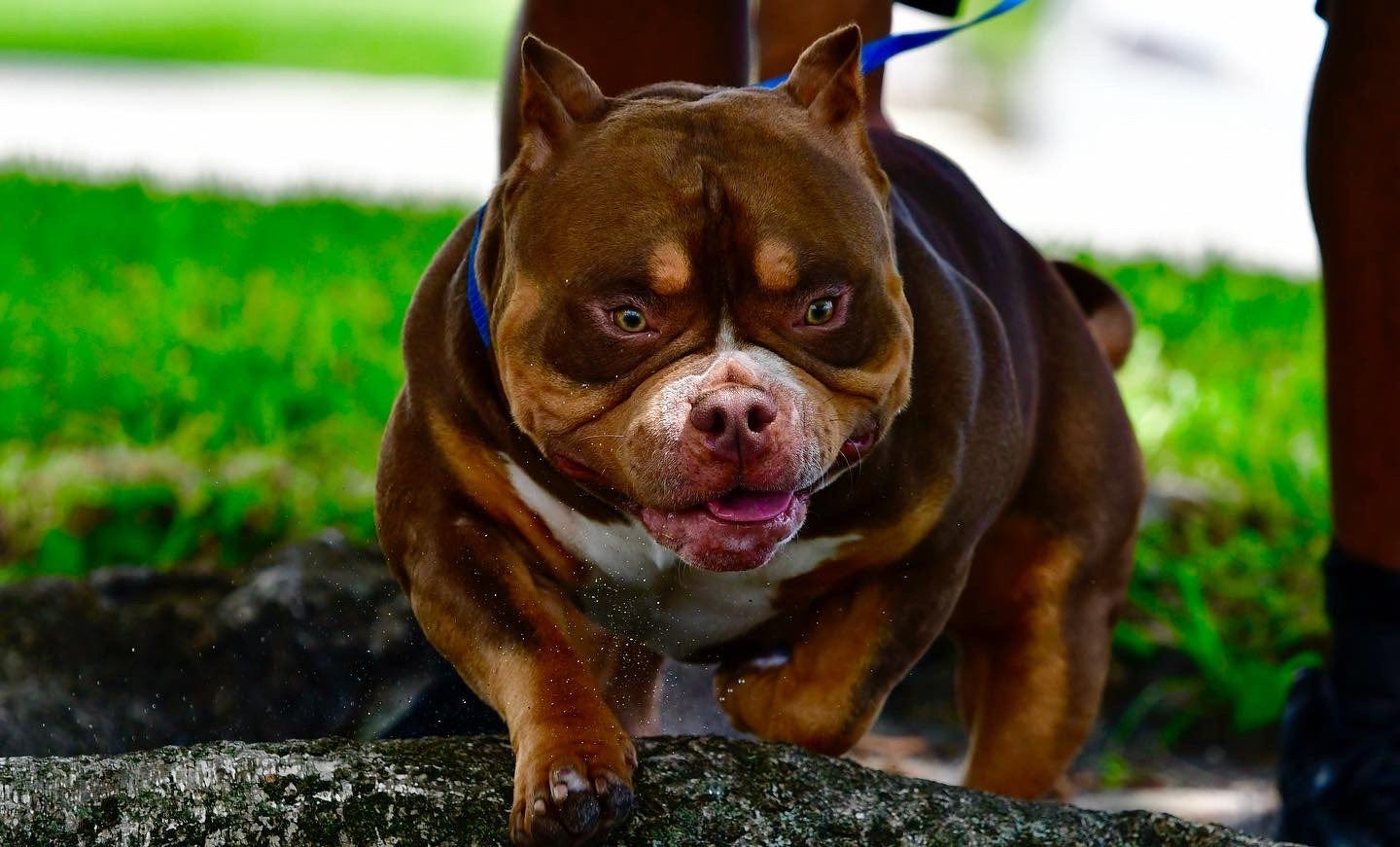 TRI COLOR POCKET BULLY BREEDER, BLUE, LILAC, CHAMPAGNE & CHOCOLATE  AMERICAN BULLY