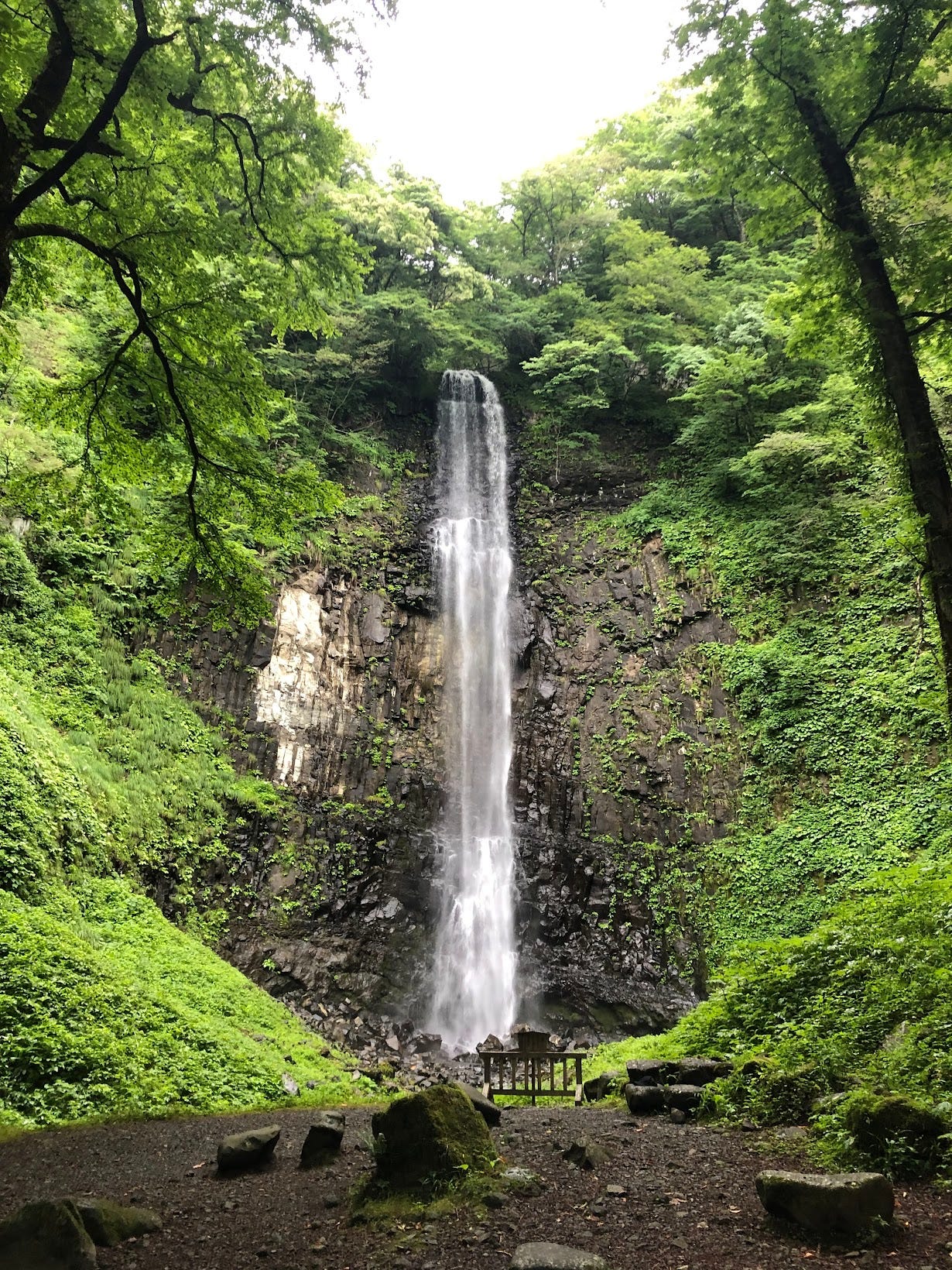 The huge 63 m drop of Tamasudare Falls in Sakata City, the tallest waterfall in Yamagata Prefecture, surrounded by the green leaves of summer