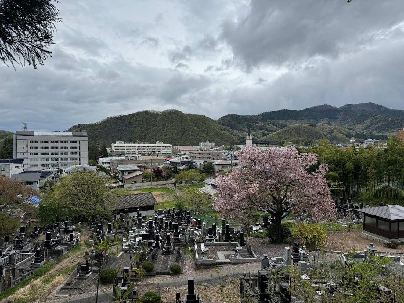 A massive sakura tree sits in the front of Bansho-ji Temple in Yamagata City, the prefecture’s government office and other buildings in the background.