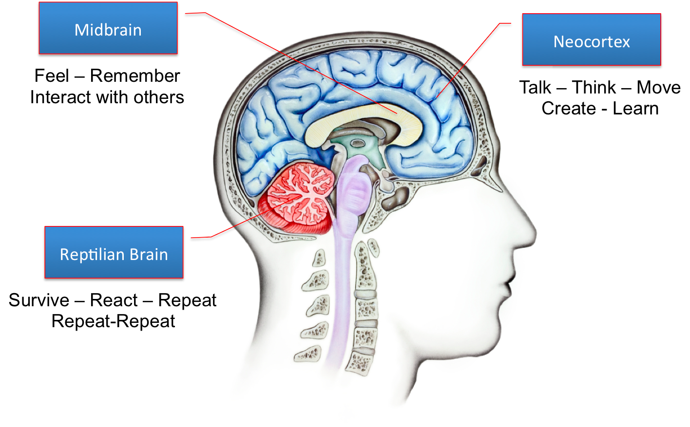 A brief overview of the developing brain How you can help 