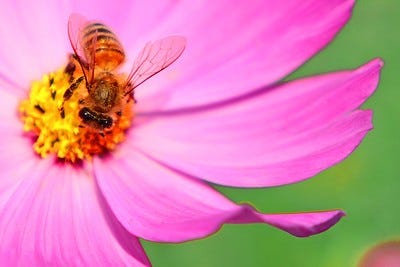 Un abeja en un flor rosado. 