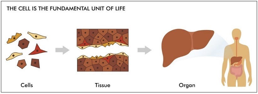 Different Types Of Cells Human Body - Human Anatomy