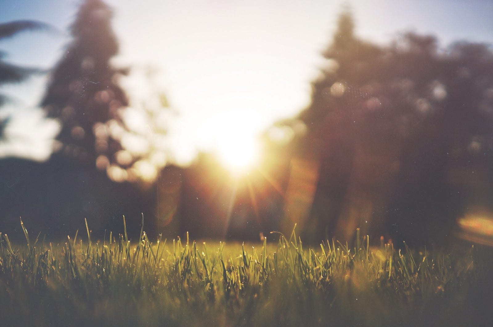 The sun rises over a field of grasses. In China, it is traditional to dry tangerine peels in sunlight.