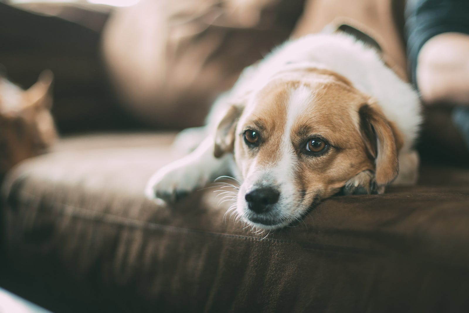 A small brown and white dog lies on a brown animal bed as it peers towards us. Research has shown that music therapy can improve heart health by reducing anxiety, lowering blood pressure, and improving heart rate variability. Did you know that this approach works for dogs, too?
