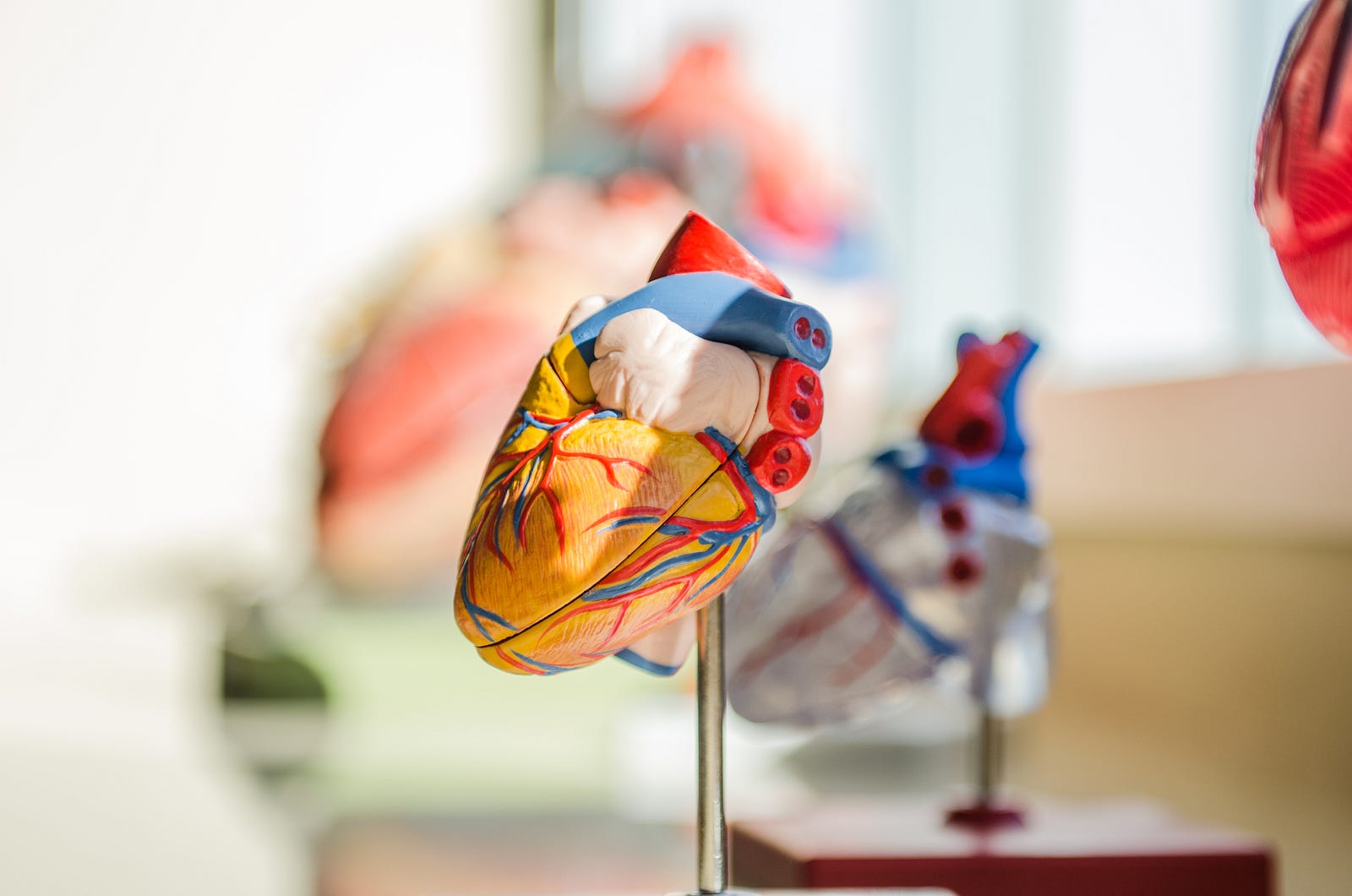 Colorful anatomic model of a heart. Compared with seven hours of sleep, each one-hour decrease in sleep amount was associated with a six percent increase in the risk of all-cause mortality and heart disease; the less sleep one gets below seven hours, the higher the threat of heart disease and early death.