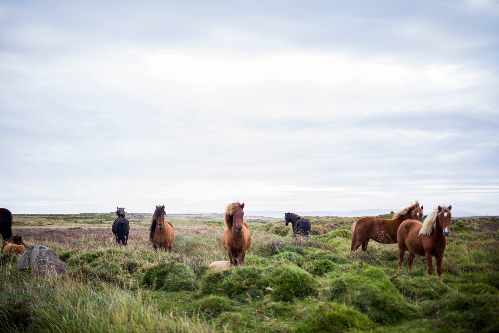 The Horse and some friends
