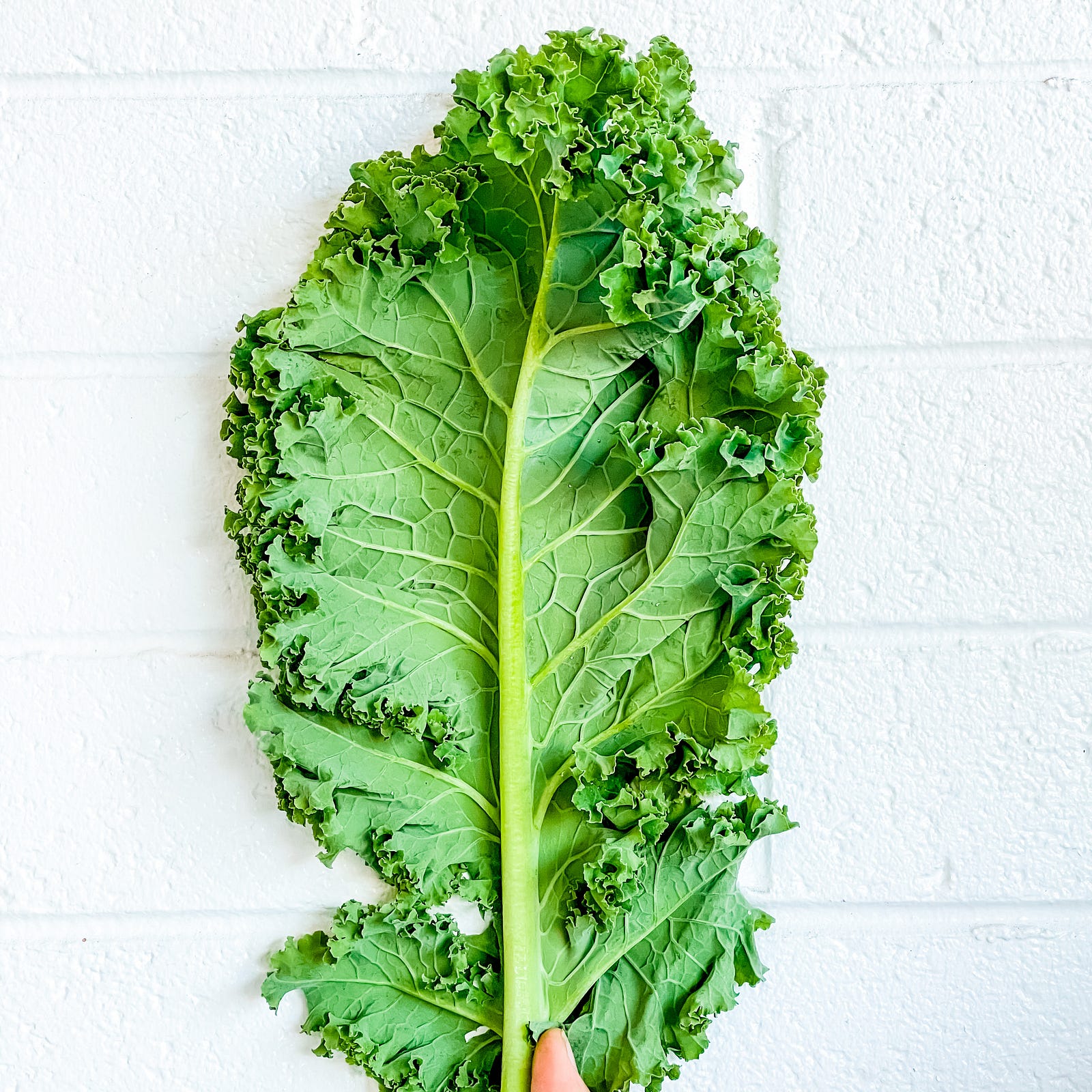 A single green kale leaf. Leafy green vegetables are rich in magnesium.